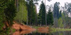 Правительство Ленинградской области отстаивает Сиверский лес