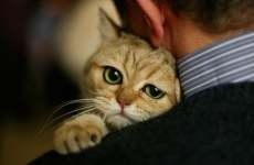 За убитого кота жителю Петербурга ограничат свободу на 10 месяцев