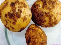 В крестьянском хозяйстве под Лугой обнаружен опасный вредитель картофеля