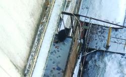 Житель деревни Пудомяги бросил кошку на балконе и уехал