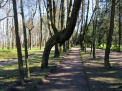 В Дворцовом парке Гатчины проведут инвентаризацию