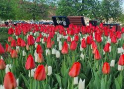 Весной в Гатчине расцветут 78,4 тысяч тюльпанов
