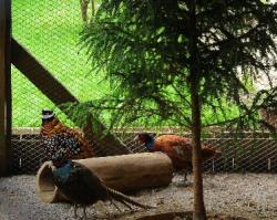 На Дворцовой Ферме появились новые жильцы - фазаны!