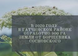 Гатчинский район – на борьбу с борщевиком