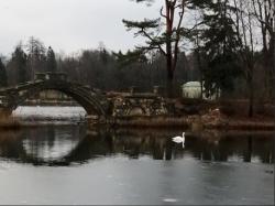 На Белом озере - четвёртый лебедь, но не спешите радоваться