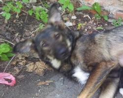 Под Гатчиной собаку убили на глазах у детей