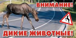 Внимание, на дорогах лоси!