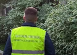 Экопатруль вышел изучать воздух Гатчины
