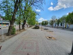 Деревья больные - сказала комиссия