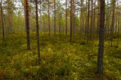 Нелегальные свалки: 60 дней на ликвидацию