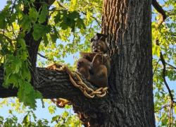 В Приоратском парке поселился кот ученый