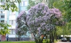 Стартует конкурс «Сиреневая Гатчина»