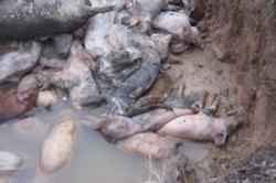 Животные на свиноферме по Новым Светом погибли от голода