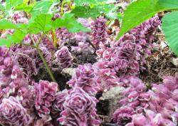 В Приоратском парке цветет редкое ядовитое растение