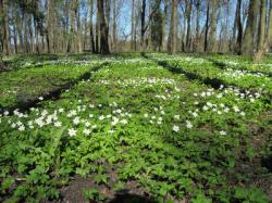 В Гатчинском парке проверят состояние растительности и почв