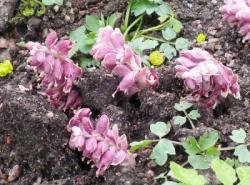 В Гатчинском парке цветет редкое ядовитое растение