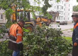 В Гатчинском районе устраняют последствия субботнего урагана