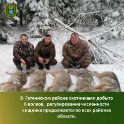 В Гатчинском районе уничтожено несколько волков