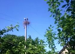 Энергетики сохранили гнездо аистов в Лампово
