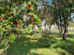 Яблоневый сад в Малом Верево - новая благоустроенная территория