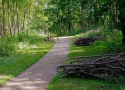 Приоратский и Демидовский парки чистят от сухостоя и древесных остатков