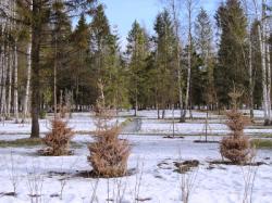 В Гатчинском парке 97 больных деревьев пойдут под снос