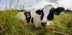 В Ленинградской области пройдет конкурс «коровьей красоты»