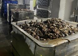 В промзоне Гатчины обнаружено предприятие, складирующее гнилостные отходы рыбообработки