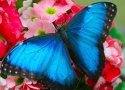Живые тропические бабочки: чудо превращения