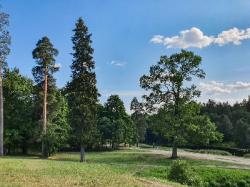 Деревья Приоратского парка и усадьбы Демидовых обследуют специалисты